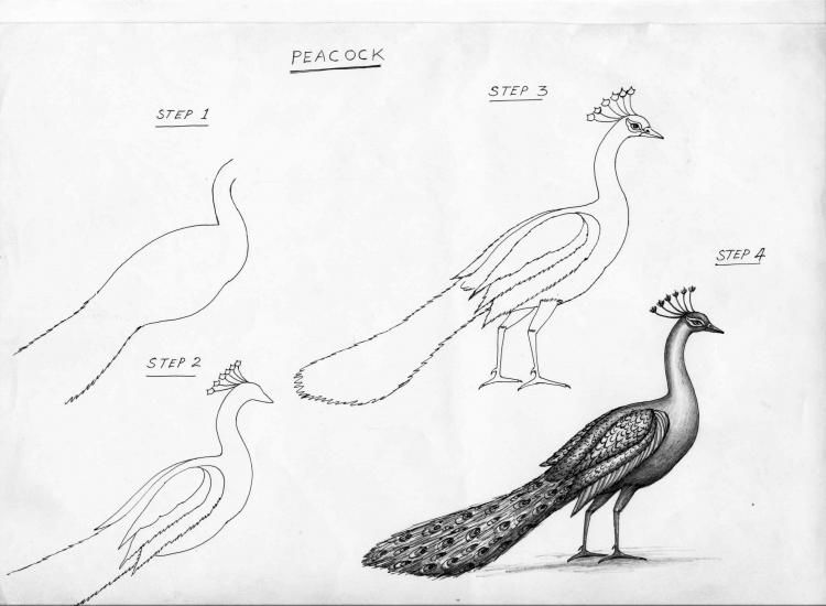 750x550 Peacock - Peacock Bird Drawing