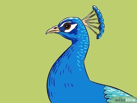460x345 Ways To Draw An Exotic Peacock - Peacock Bird Drawing