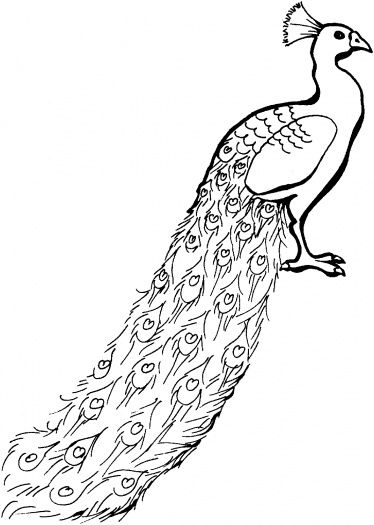 374x525 Realistic Peacock Coloring - Peacock Bird Drawing