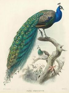 224x300 Art Print Drawing Animal Peacock Bird Scientific Pavo Cristatus - Peacock Bird Drawing