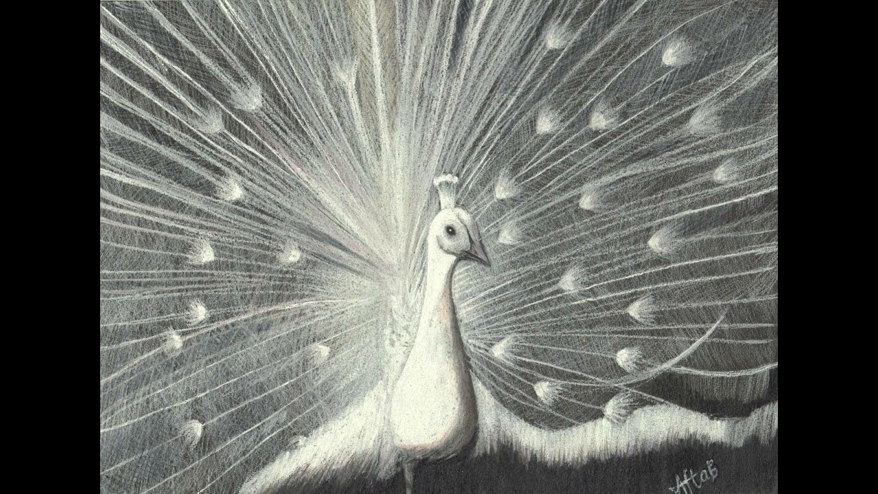 1280x720 Drawing A White Peacock - Peacock Black And White Drawing