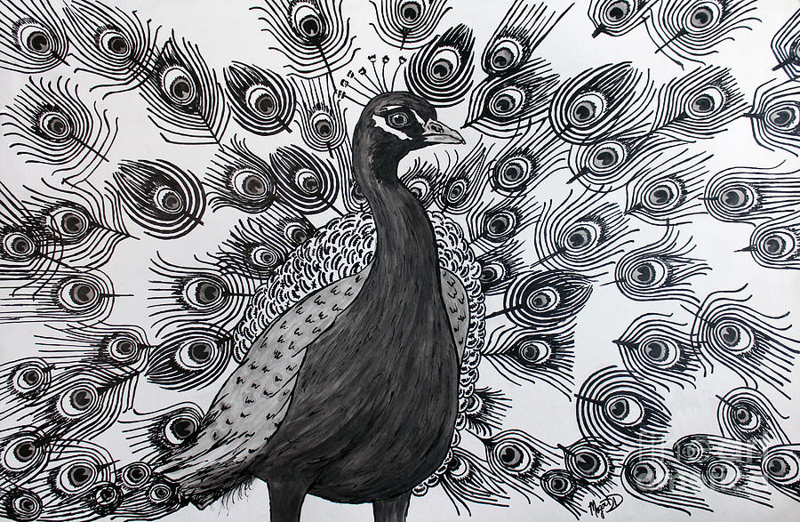 900x587 peacock walk drawing - Peacock Black And White Drawing