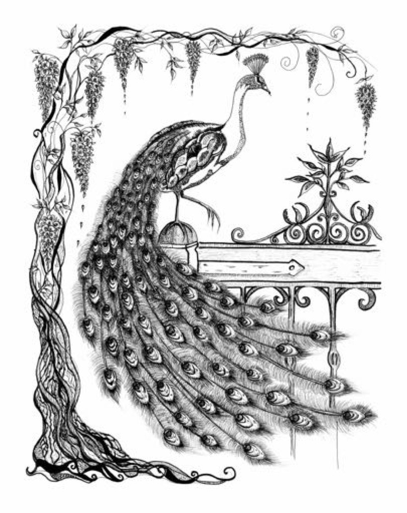 820x1035 Peacock And Wisteria In Black And White - Peacock Black And White Drawing