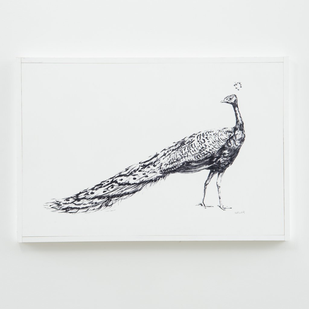 1024x1024 Standing Peacock Sign Magnolia - Peacock Black And White Drawing