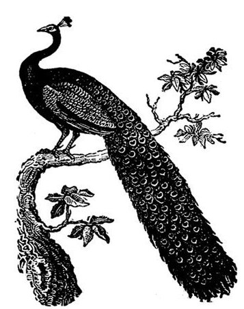 357x452 Drawing Of Peacock In Black And White Sistem As Corpecol - Peacock Black And White Drawing