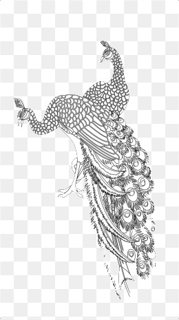 260x465 black and white peacock png images vectors and free - Peacock Black And White Drawing