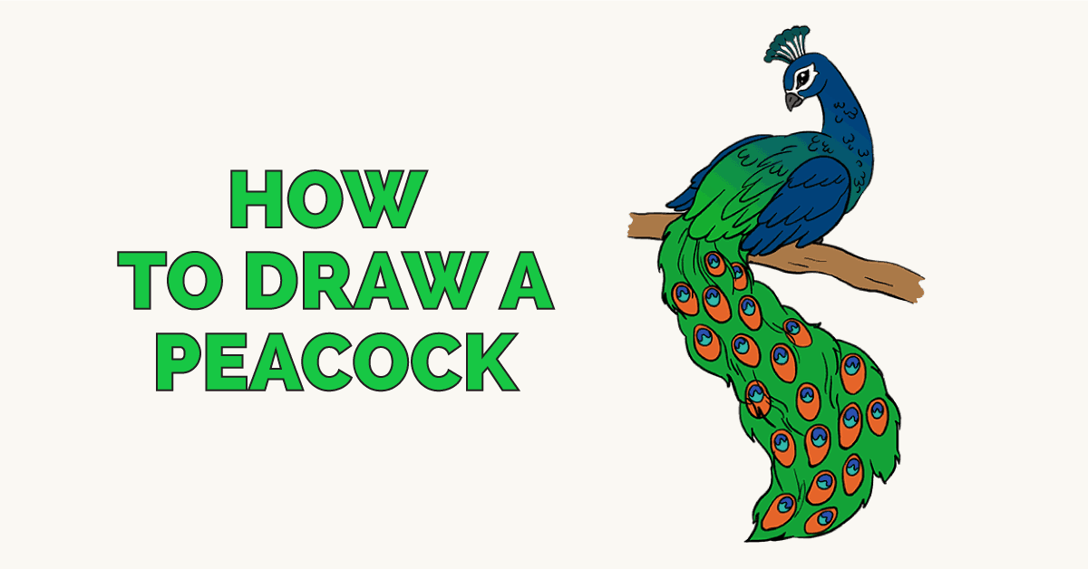 1200x628 how to draw a peacock in a few easy steps easy drawing guides - Peacock Cartoon Drawing