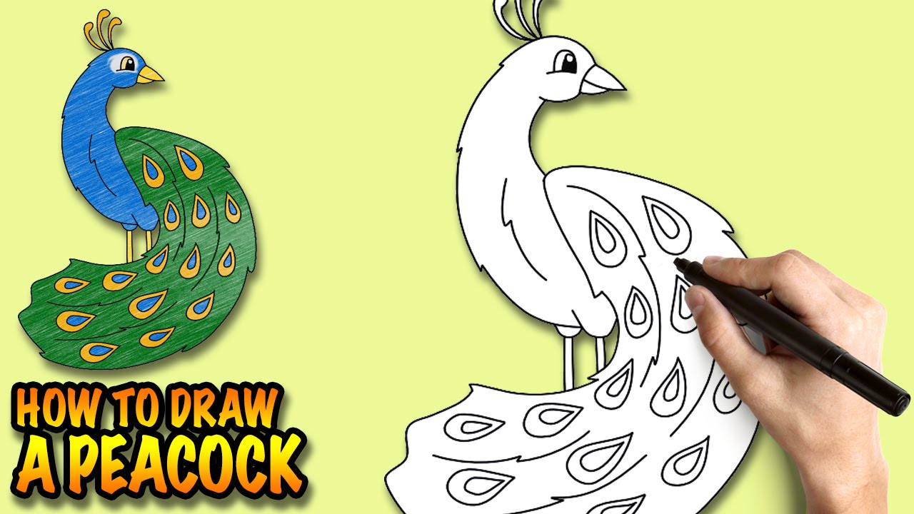 1280x720 How To Draw A Peacock - Peacock Cartoon Drawing