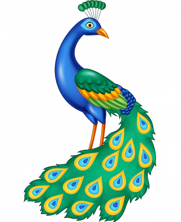 626x770 Peacock Vectors, Photos And Free Download - Peacock Cartoon Drawing