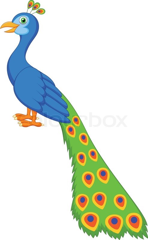494x800 Vector Illustration Of Cute Peacock Stock Vector Colourbox - Peacock Cartoon Drawing