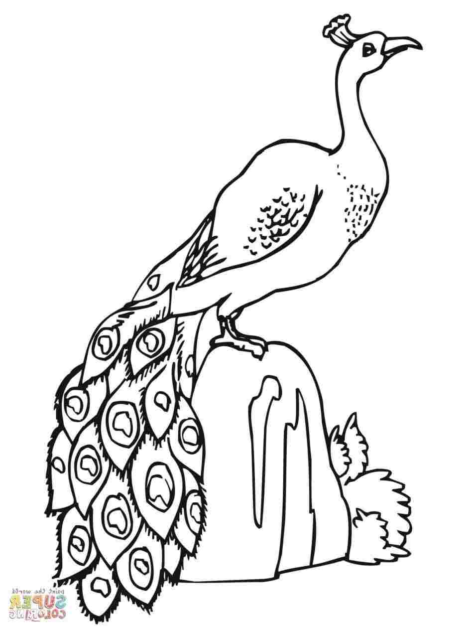 948x1264 draw a in few steps guidesrheasydrawingguidescom how peacock - Peacock Cartoon Drawing