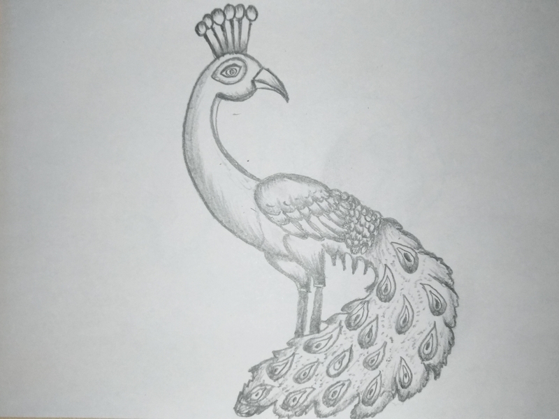 800x600 Cartoon Peacock Drawing - Peacock Cartoon Drawing