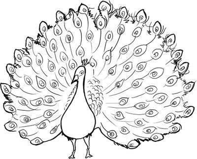 400x323 drawing a dancing peacock kalaalog fingerprint momentos - Peacock Cartoon Drawing