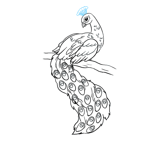 678x600 how to draw a peacock in a few easy steps easy drawing guides - Peacock Drawing