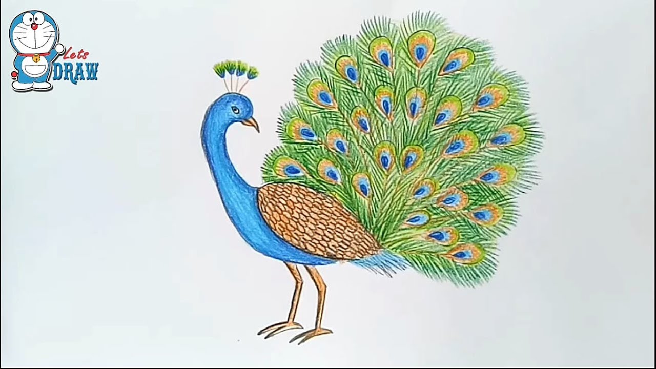 1280x720 How To Draw A Peacock Step - Peacock Drawing