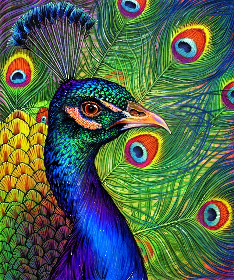 768x920 Peacock Drawing An Art Print - Peacock Drawing
