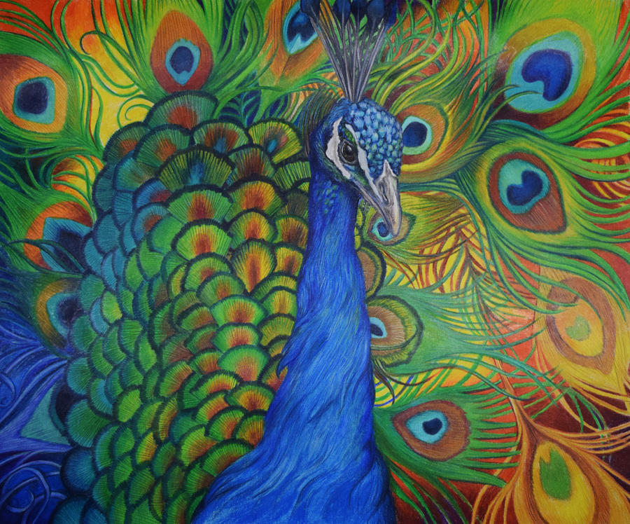 900x748 Peacock Drawing Drawing - Peacock Drawing