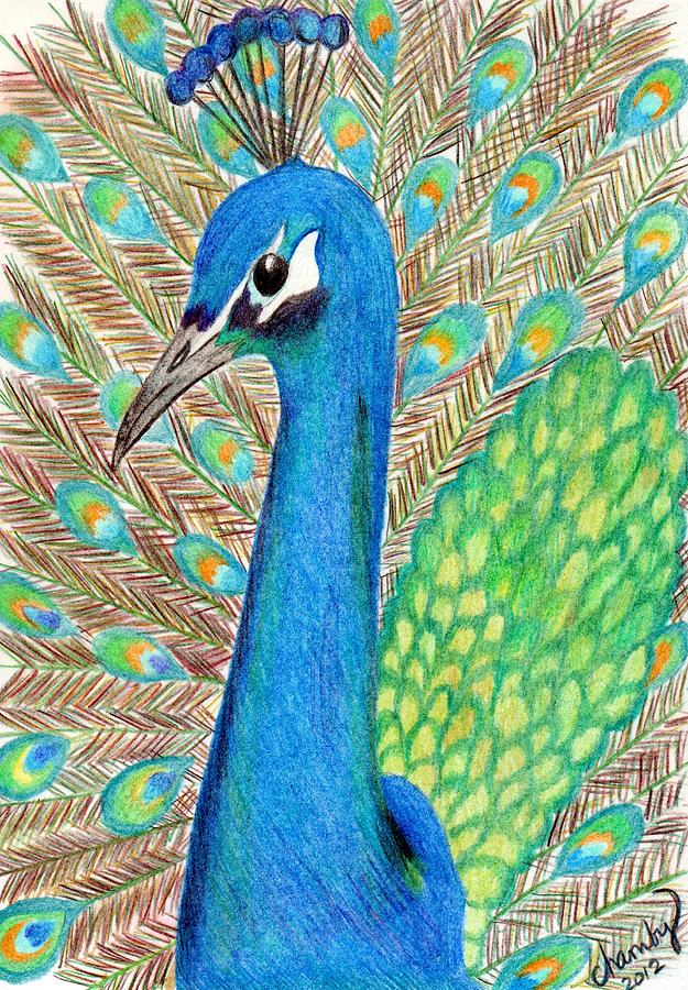 625x900 Peacock Drawing - Peacock Drawing
