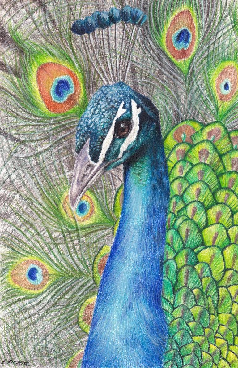 770x1187 Peacock Drawing Drawing - Peacock Drawing