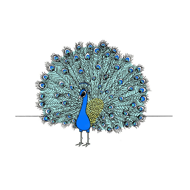 794x794 peacock print pen and ink peacock drawing etsy - Peacock Drawing