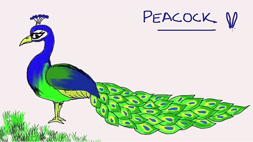 853x480 Easy Kids Drawing Lessons How To Draw A Peacock - Peacock Drawing