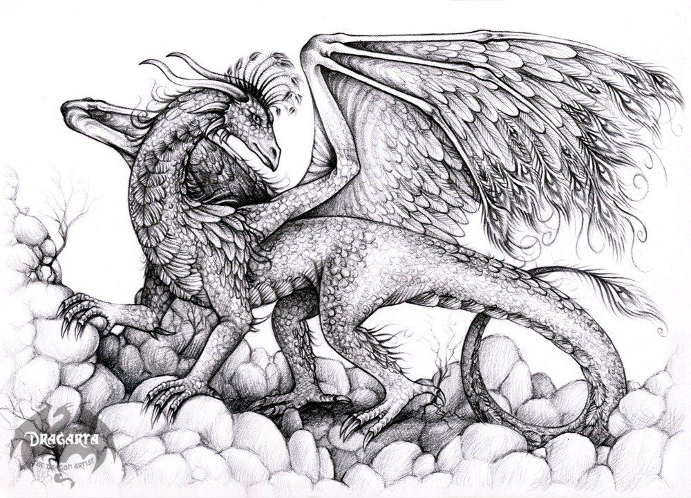 1000x720 dragon drawings black and white peacock dragon black and white - Peacock Drawing Black And White