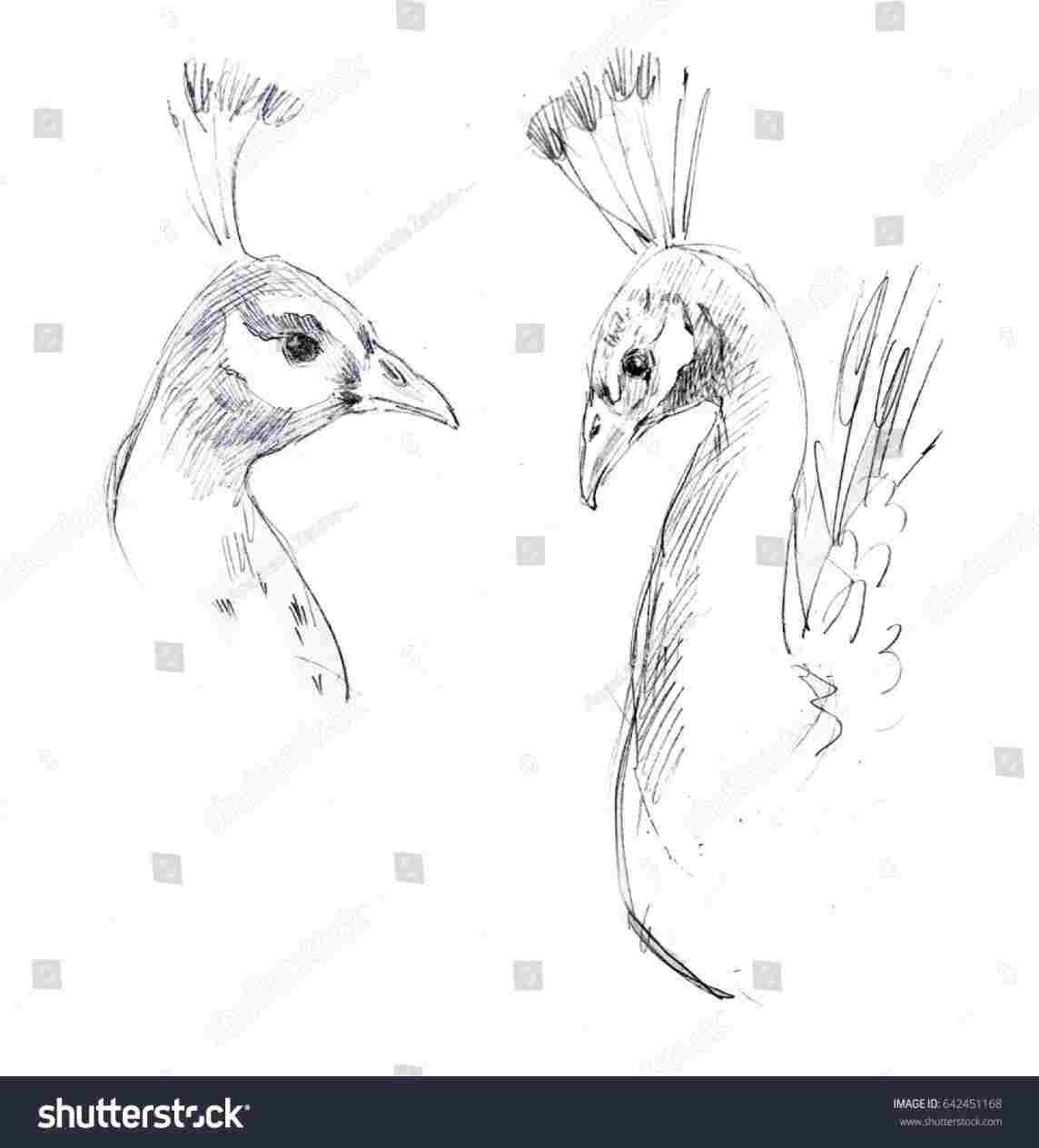 1144x1264 Outline Sketch Of Peacock - Peacock Drawing Black And White