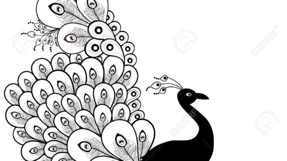 570x320 Peacock Drawing Black And White Free Download Clip Art - Peacock Drawing Black And White