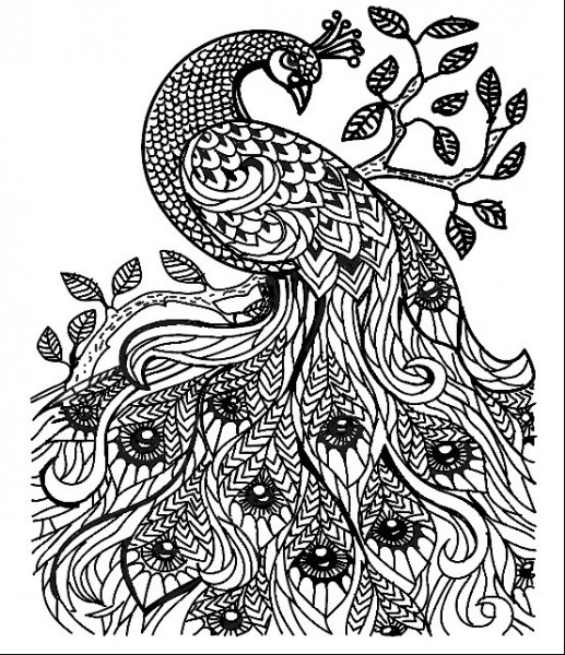517x600 Peacock Draw Model For Download - Peacock Drawing Black And White