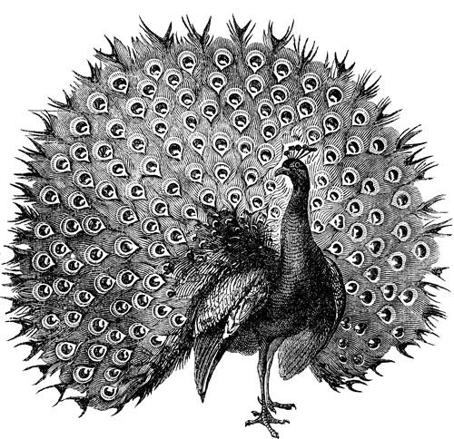 500x484 Vintage Black And White Fabulousthe Strutting Plumed Peacock - Peacock Drawing Black And White