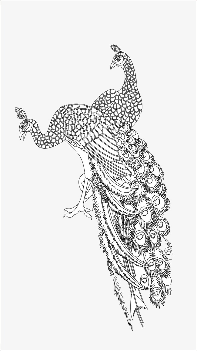 650x1159 Birds, Line Drawing, Black And White, Peacock Png Image - Peacock Drawing Black And White
