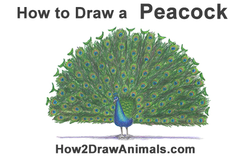 500x315 How To Draw A Peacock - Peacock Drawing Color