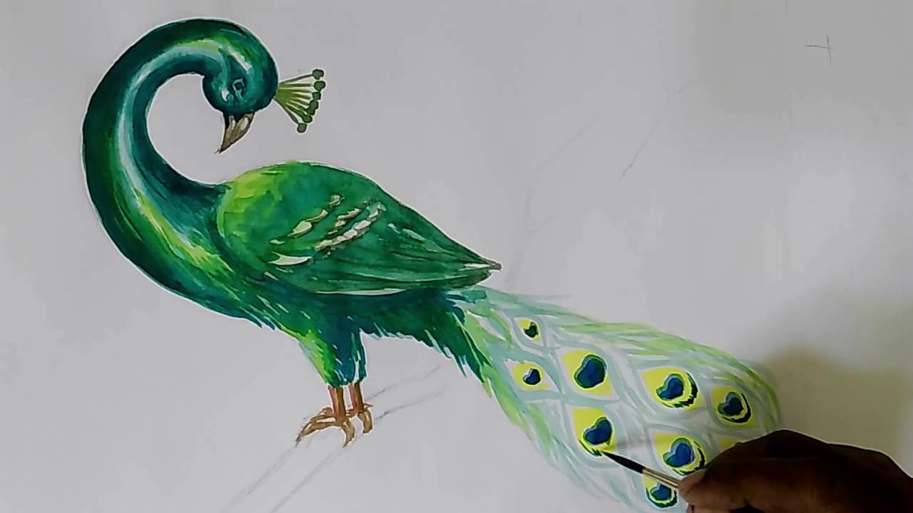 1280x720 How To Draw Peacock In Water Colour - Peacock Drawing Color