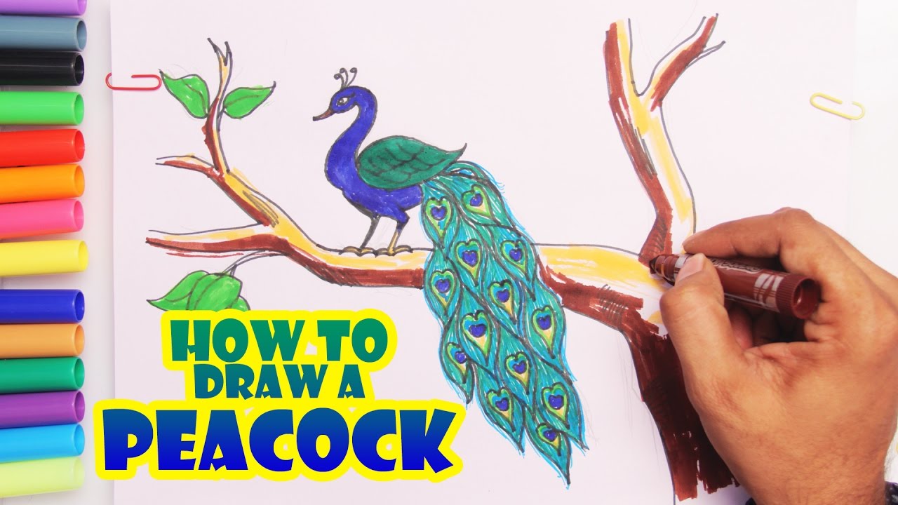 1280x720 learn colors with peacock how to draw a peacock step - Peacock Drawing Color