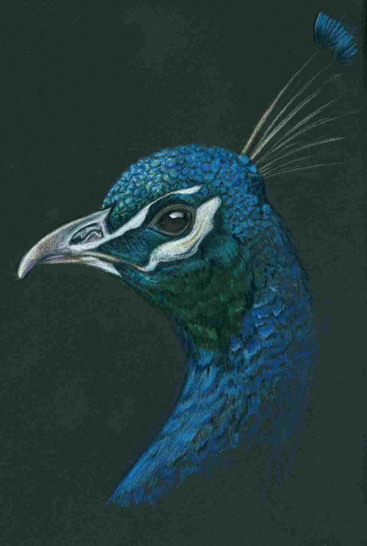 1213x1803 of peacock peacock drawing download clip art - Peacock Drawing Color