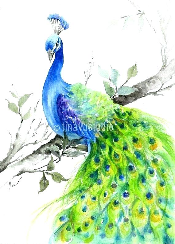 570x794 peacock color drawing peacock color drawing drawn peafowl tree - Peacock Drawing Color