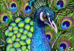 300x210 peacock color pencil drawing peacock drawing color at getdrawings - Peacock Drawing Color