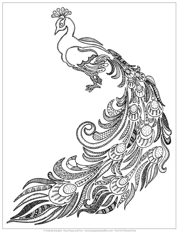 590x772 peacock coloring sheet peacock drawing color - Peacock Drawing Color