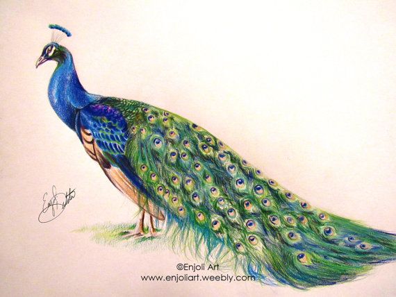 570x428 This Is An Original Freehand Colored Pencil Drawing Of A Lovely - Peacock Drawing Color