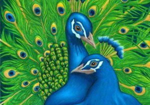 300x210 how blue peacock peacock drawings with color to draw - Peacock Drawing Color