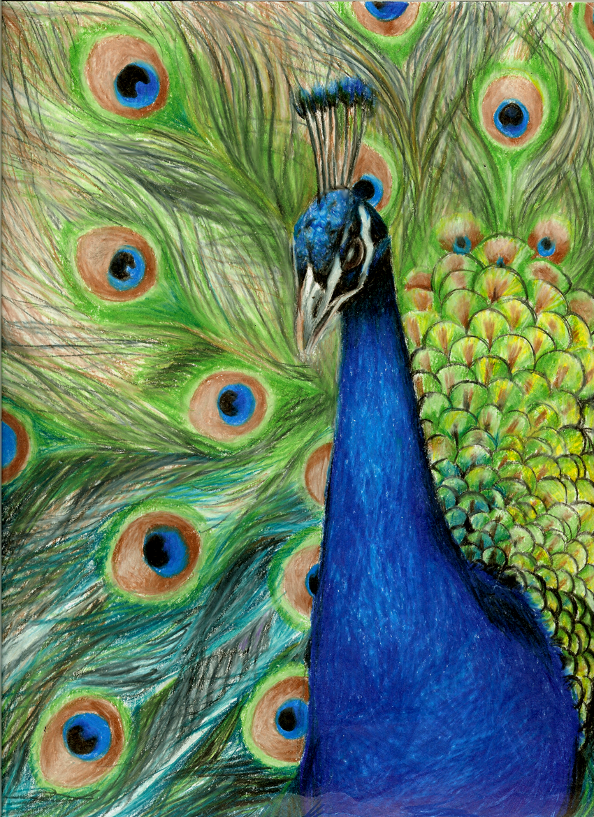 850x1169 I Love A Peacock Birds Pencil Art, Colored - Peacock Drawing Color