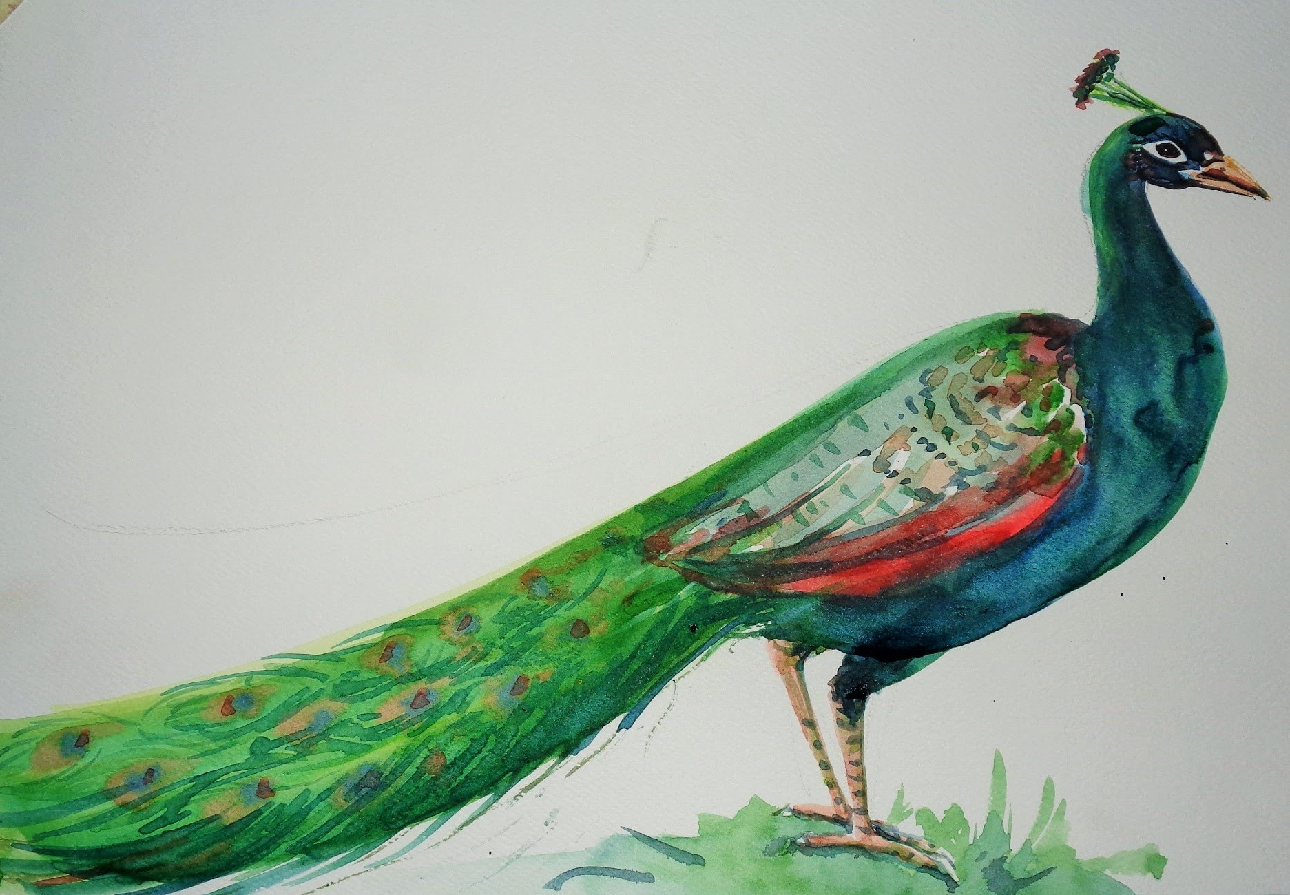 1873x1300 youtube how to draw kids - Peacock Drawing Color