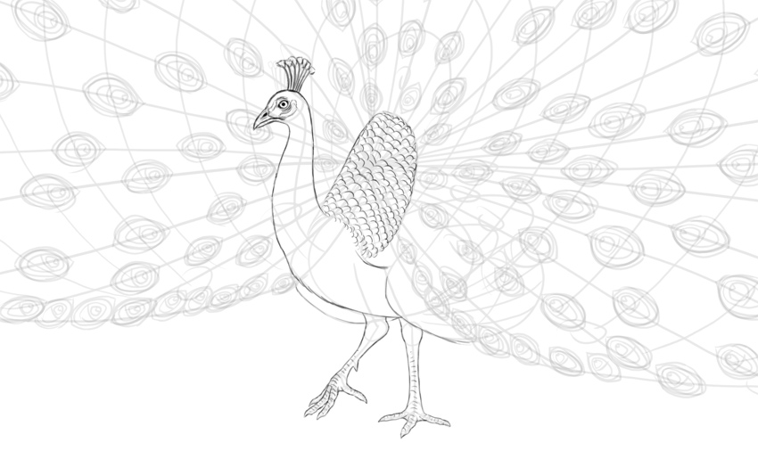 850x515 How To Draw A Peacock - Peacock Drawing Designs
