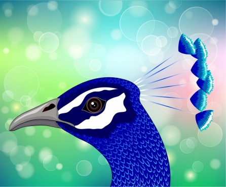 446x368 Peacock Free Vector Download - Peacock Drawing Designs