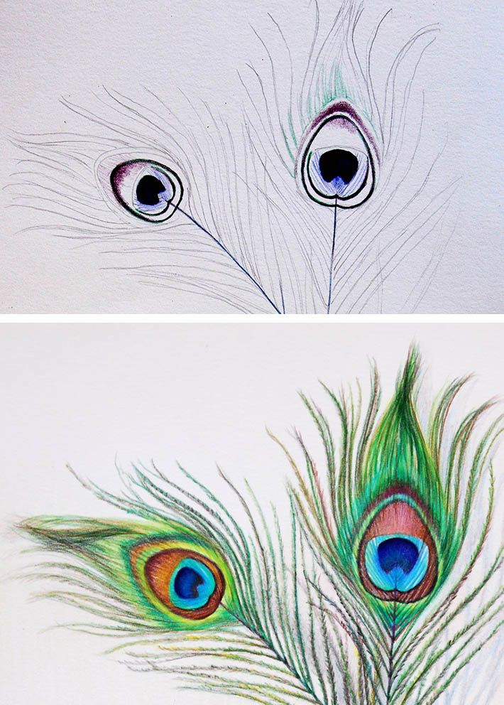 710x992 How To Draw A Peacock Feather Simplified! Art, Collage - Peacock Drawing Drawing
