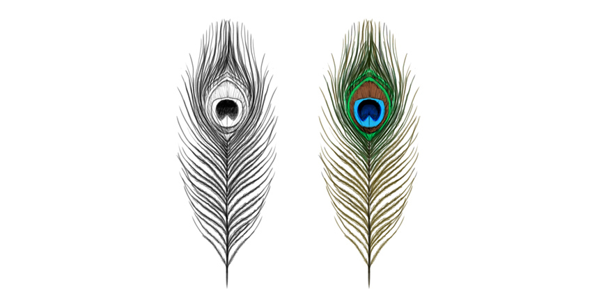 850x436 How To Draw A Peacock - Peacock Drawing Drawing