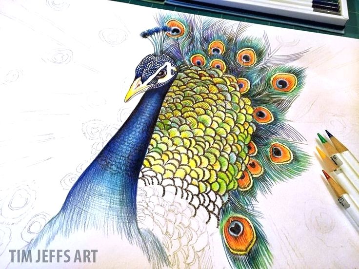 736x552 peacock color drawing peacock color drawing drawn peafowl tree - Peacock Drawing Drawing