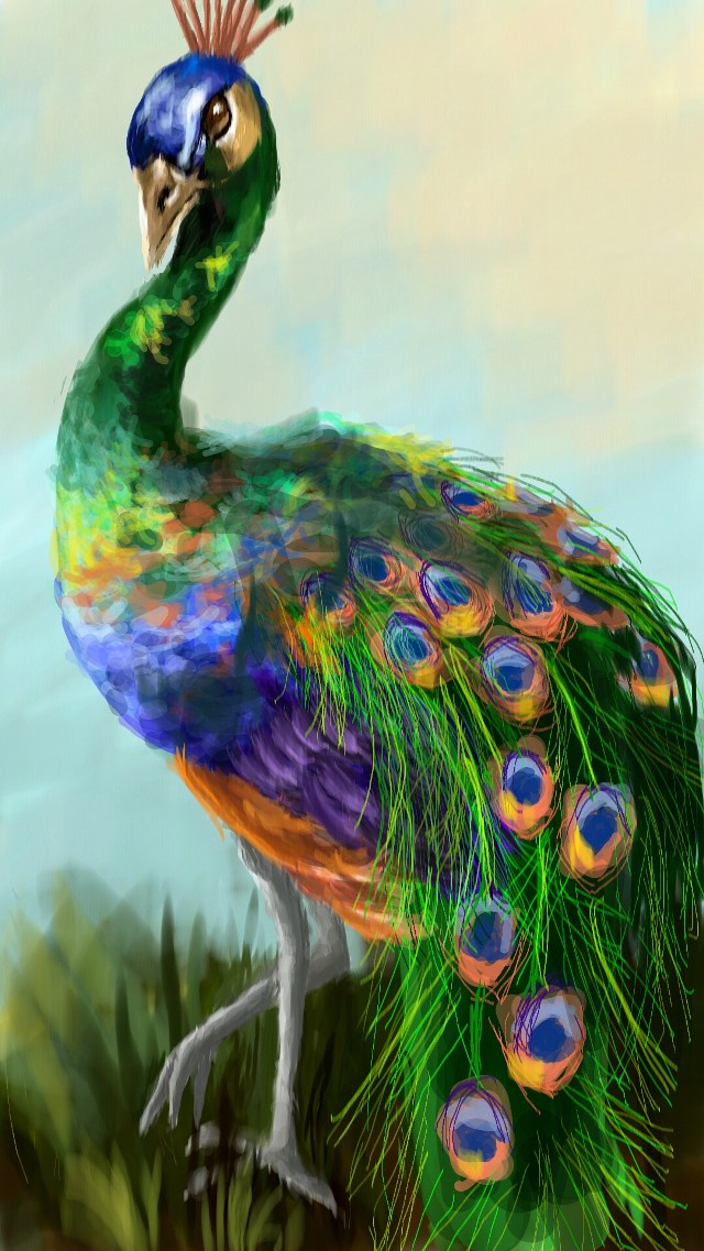 640x1137 Peacock Drawing Pic Drawing Skill - Peacock Drawing Drawing