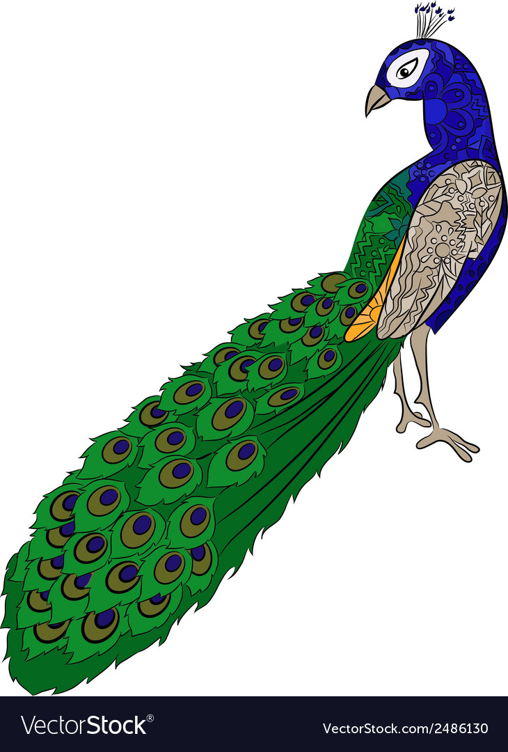 730x1080 Peacock Drawing - Peacock Drawing Drawing