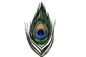 300x200 How To Draw A Peacock Feather - Peacock Drawing Drawing